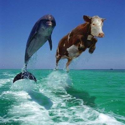 Koe en Dolfijn.jpg